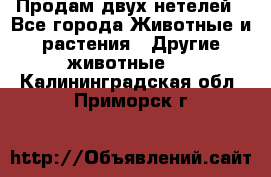 Продам двух нетелей - Все города Животные и растения » Другие животные   . Калининградская обл.,Приморск г.